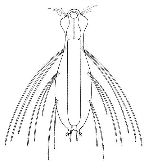 Ekhöfts Bauchhärlinge – Ekhöft