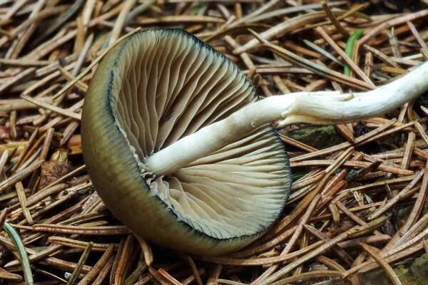 Lysohlávka tajemná - Psilocybe arcana Hlaváček&Borovička jedovatá | www.ohoubach.cz