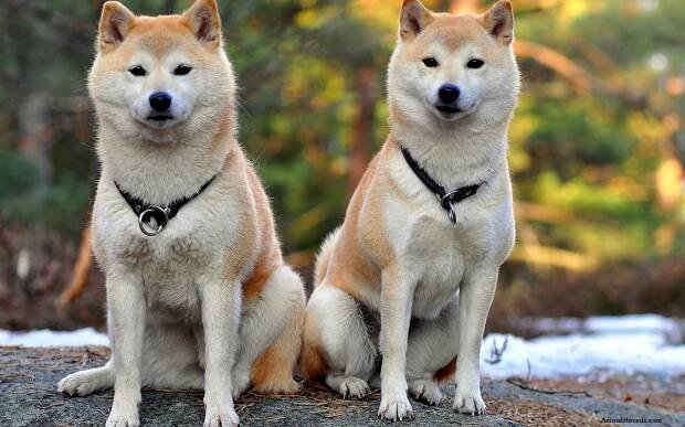 Co je lepší Akita Inu nebo Shiba Inu?