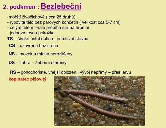 PPT - Strunatci PowerPoint Presentation, free download - ID:4342680