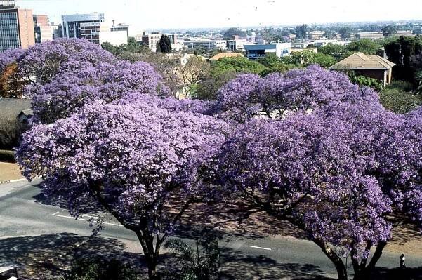 Jacaranda, stromy, kvet
