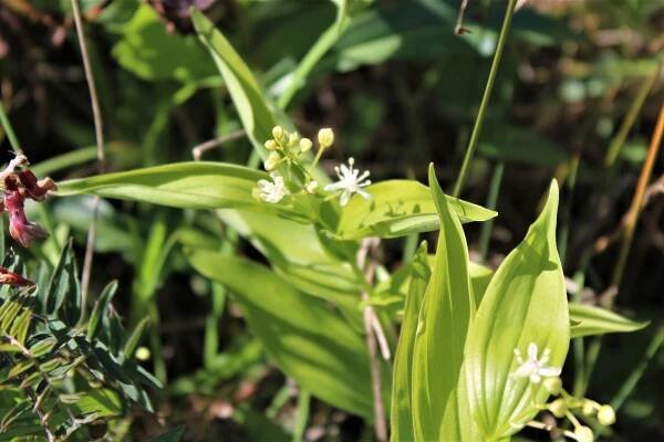 Green Gulch – GGNRA – Marin = Hike
