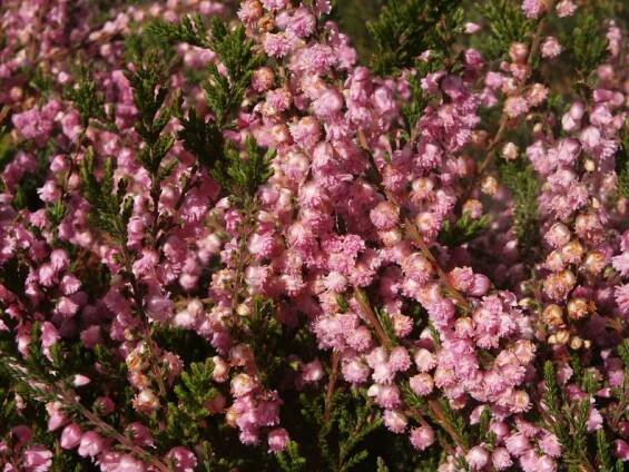 Calluna J.H. Hamilton