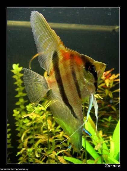 Skalára amazonská 'Manacapuru' - Pterophyllum scalare 'Manacapuru'