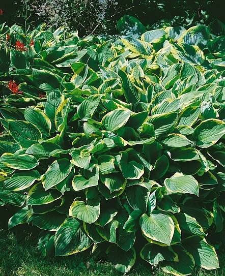 Hosta ´Frances Williams´ , Bohyška , Funkie, C1