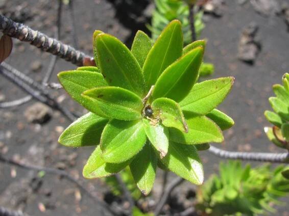 Trupanea limpidapex