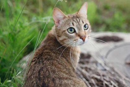 Americká krátkosrstá kočka: spíše hravá nežli dravá