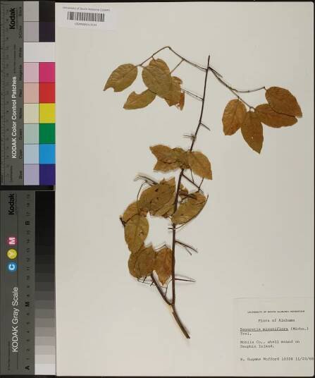 Sageretia minutiflora - Species Page - APA: Alabama Plant Atlas 