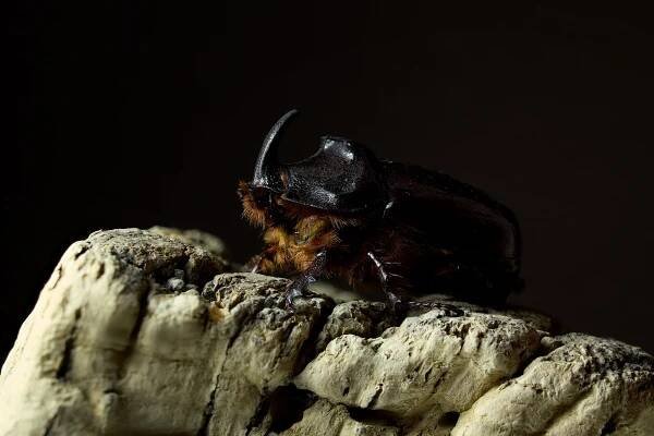Nosorožík kapucínek (Oryctes nasicornis)