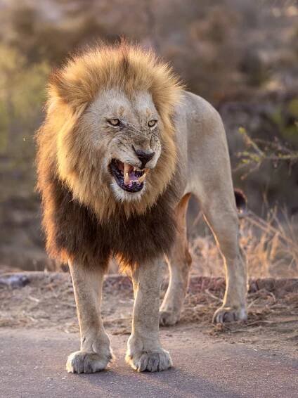 Into the Kruger — Sumeet Moghe Photography