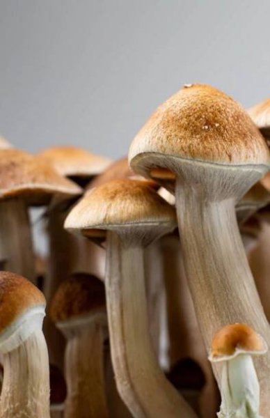 Psilocybin-Assisted Therapy & Microdosing Mushrooms for Anxiety & Depression