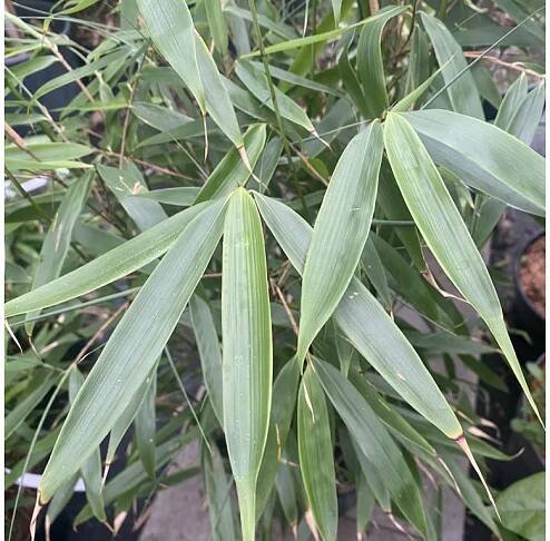 Fargesia robusta 'Pingwu' - bambus - Okrasné dřeviny Ing. Milan Žižka