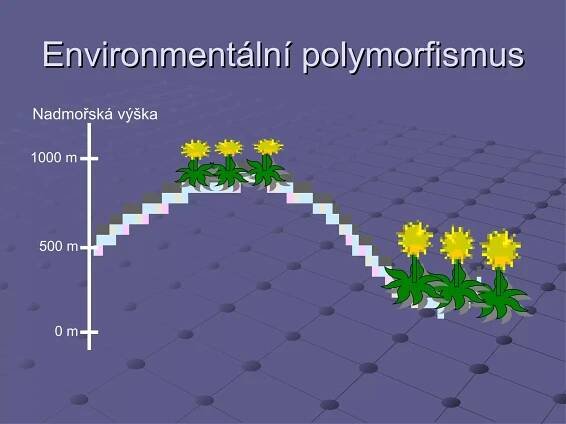 Environmentální polymorfismus 1000 m 500 m 0 m Nadmořská výška 
