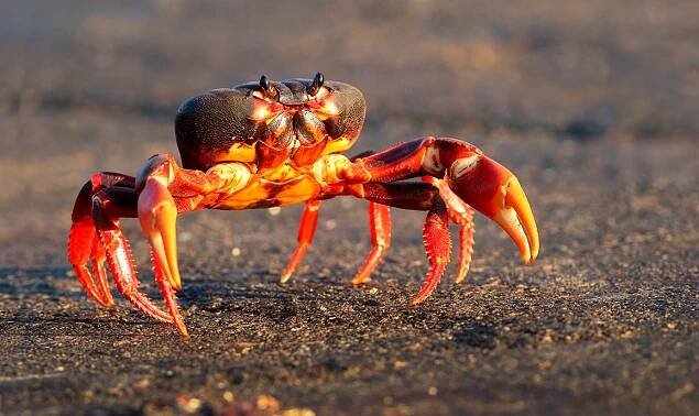 Kubánská příroda - Krab nachový