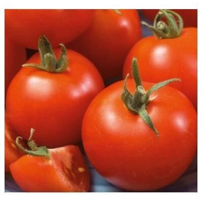 RAJČE TYČKOVÉ - TORNÁDO F1 (SOLANUM LYCOPERSICUM) - 0,1 G - SEMENIŠTĚ