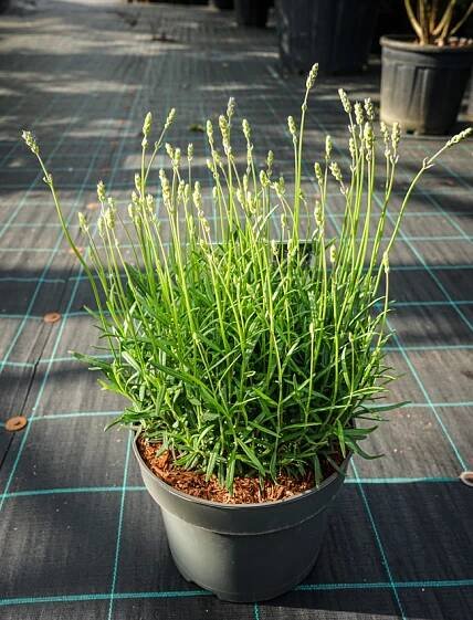 Lavandula angustifolia 'MUNSTEAD' levandule lékařská - Havlis.cz