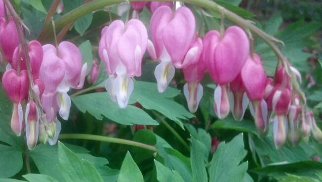 Spring Blooms - Photos Only