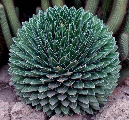 AGAVE VICTORIAE REGINAE, AGÁVE VIKTORINATOP AGAVE /5semen/