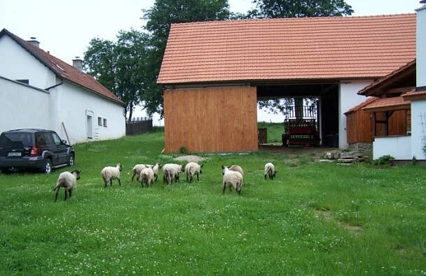Řeznictví, jídelna, rozvoz , prodej masa | Pelhřimov, Vysočina 