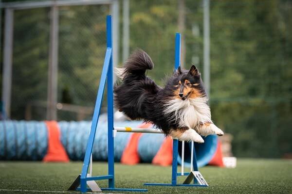 Lo Staff – Club Cinofilo Action Dog – Grosseto – Agility Dog – Corsi di educazione Cinofila