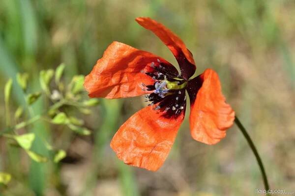 Mák polní (Papaver argemone)