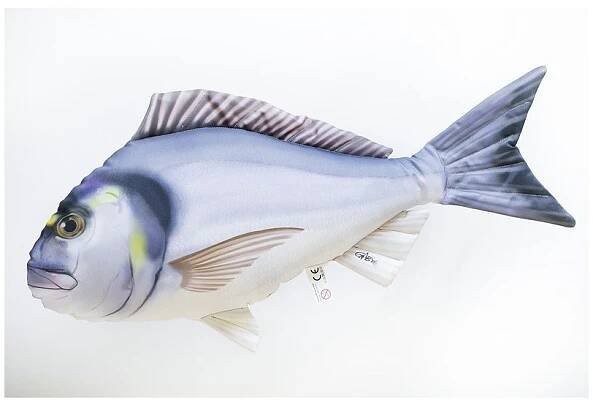 Mořan zlatý 60 cm - AKVA-TERA CZ