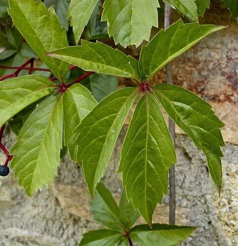 Loubinec pětilistý (Parthenocissus quinquefolia)