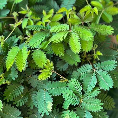Pěstitelský set Citlivka Mimosa pudica