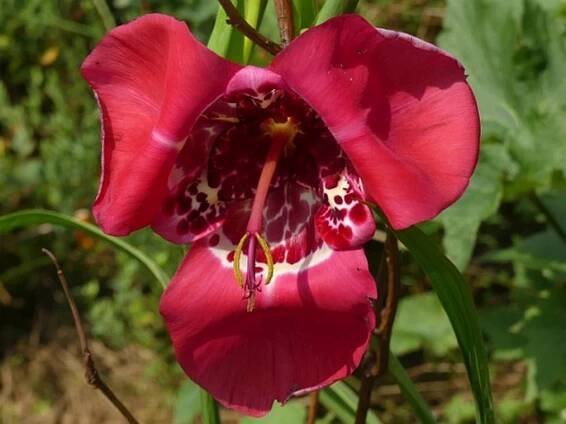 Tigridia pavonia