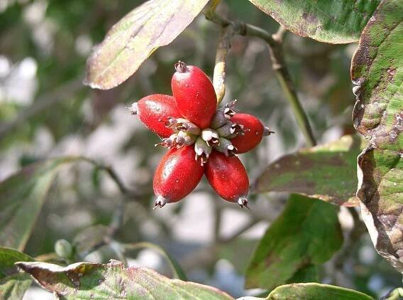 Soubor:Benthamidia florida8.jpg – Wikipedie