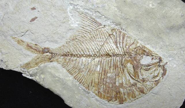 Lamprimorpha