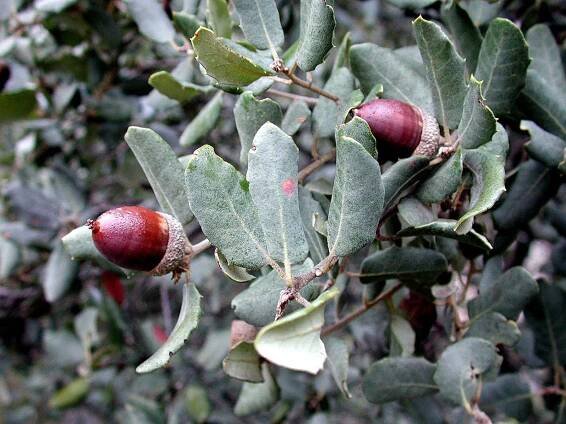 Quercus rotundifolia