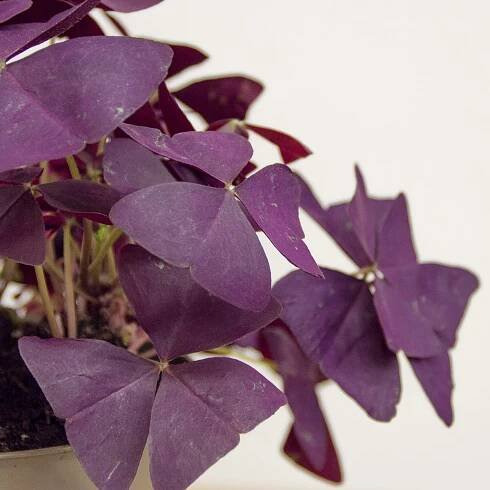 Oxalis Triangularis