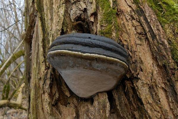 ohňovec obecný (Phellinus igniarius) - foto: Aleš Jirsa