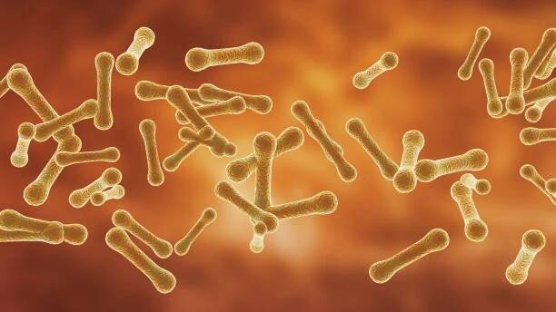 corynebacterium je rod malých bacilárních bakterií z čeledi corynebacteriaceae - corynebacterium - stock snímky, obrázky a fotky