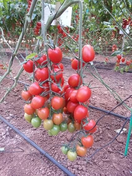 Cherry tomato | Shneor Seed Co.