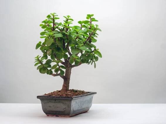 Nádherná bonsaj z portulakarie (Zdroj: Shutterstock)