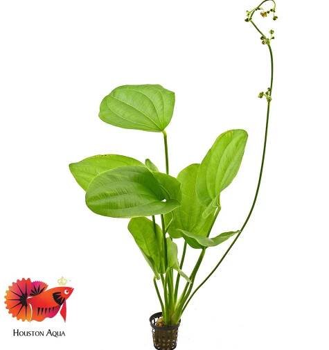 Echinodorus Cordifolius