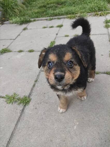 Psi k adopci z útulků, azylů a neziskových organizací