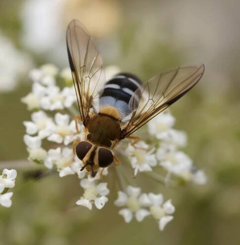 Soubor:Hoverfly Säppi 2009.JPG – Wikipedie
