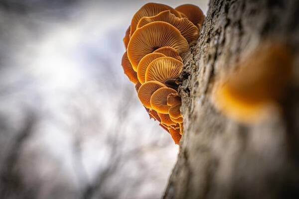 Houby Ve Tvaru Ucha Na Pařezu V Lese · Základová fotografie zdarma