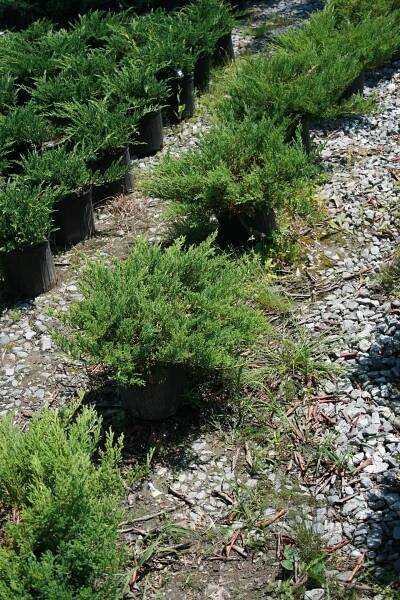 Rutland Nurseries - plantings in Ashland MA