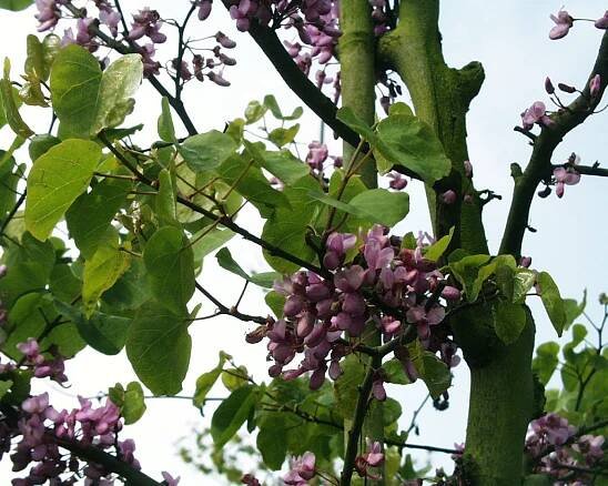 Cercis siliquastrum