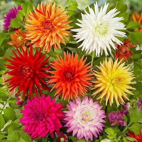 Dahlie Mischung 'Cactus' (x10) - Bakker