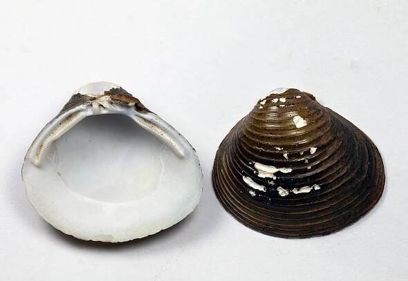 Obrázek - Corbicula fluminea (korbikula asijská) | BioLib.cz