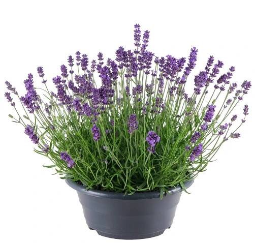 GROW by OBI Levandule lékařská (Lavandula angustifolia) miska pr. 23 cm