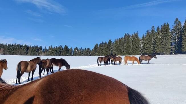 Stáda krásných huculských koní na farmě Hucul v Krkonoších | foto: Pavla Marešová - archiv farmy Hucul
