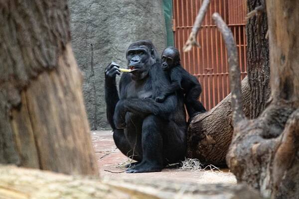 FOTO: Gorilí samička Mobi z pražské zoo oslavila první narozeniny