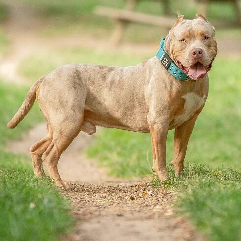 americký tyran xl pes v přírodě - american bully xl - stock snímky, obrázky a fotky