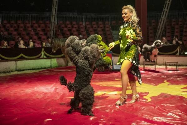 Hurá do Cirkusu Humberto na zbrusu novou show: akrobati, klauni i exotická zvířata v Hodoníně